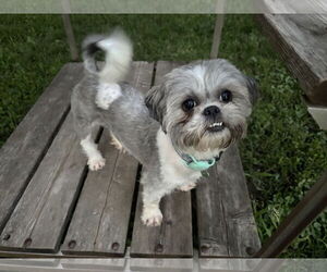 Shih Tzu Dogs for adoption in St. Louis Park, MN, USA
