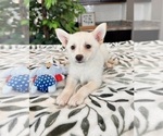 Small Photo #1 Pomsky Puppy For Sale in INDIANAPOLIS, IN, USA