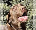 Small Chocolate Labrador retriever Mix