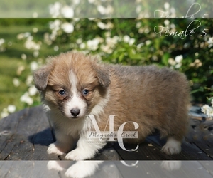 Pembroke Welsh Corgi Puppy for sale in CRESTVIEW, FL, USA