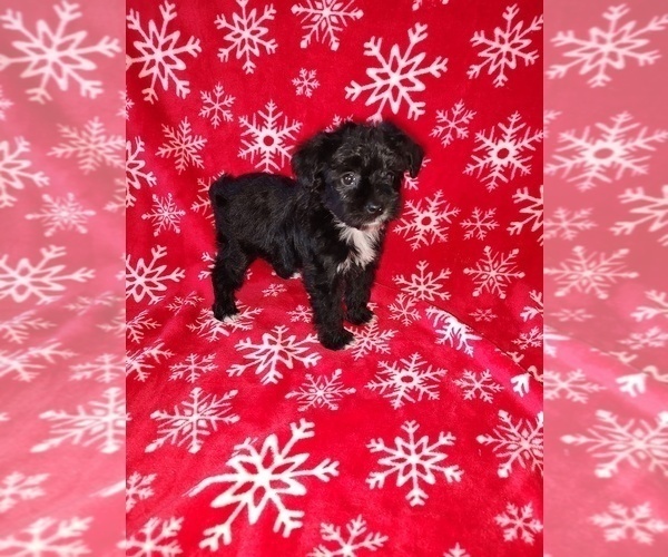 Medium Photo #15 YorkiePoo Puppy For Sale in LAPEER, MI, USA