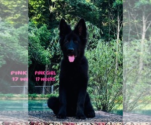 German Shepherd Dog Puppy for sale in GADSDEN, AL, USA