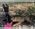 Puppy 1 Belgian Malinois