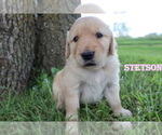 Small Photo #11 Golden Retriever Puppy For Sale in LA RUSSELL, MO, USA