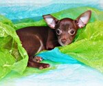 Puppy Dax Chihuahua