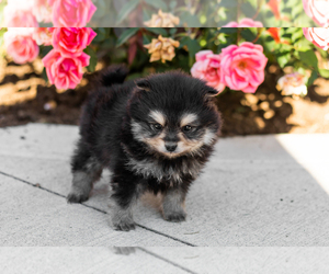 Pomeranian Puppy for sale in NAPPANEE, IN, USA