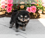 Small Pomeranian