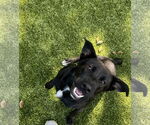 Small #1 Australian Shepherd Mix