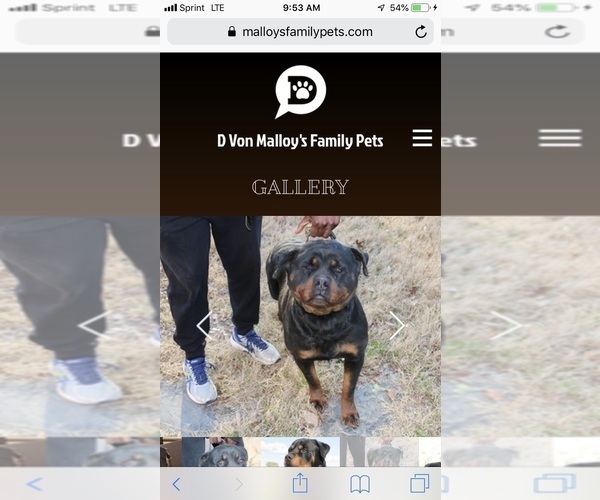 Medium Photo #1 Rottweiler Puppy For Sale in FORT WASHINGTON, MD, USA