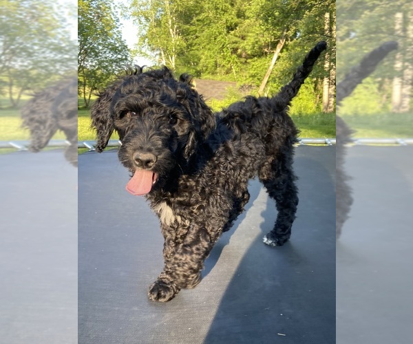 Medium Photo #4 Goldendoodle Puppy For Sale in CENTURIA, WI, USA