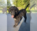 Small #3 Goldendoodle