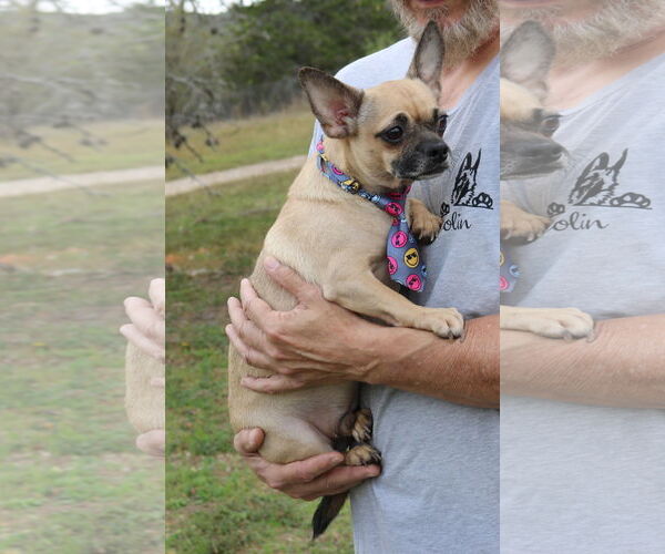 Medium Photo #3 Daug Puppy For Sale in Bandera, TX, USA