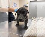 Small Australian Shepherd Mix
