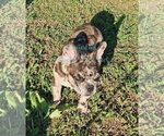Puppy Bart French Bulldog