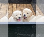 Small #14 English Cream Golden Retriever