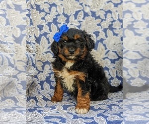 Aussiedoodle Miniature Puppy for sale in KIRKWOOD, PA, USA