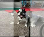 Small French Bulldog