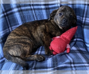 Dachshund Dog for Adoption in MAHWAH, New Jersey USA