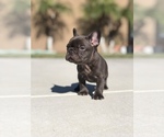 Small #2 French Bulldog