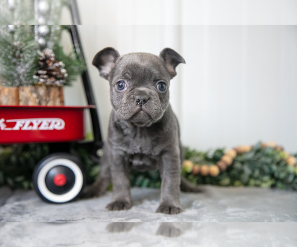 Medium Photo #2 Faux Frenchbo Bulldog Puppy For Sale in ADAMSVILLE, OH, USA