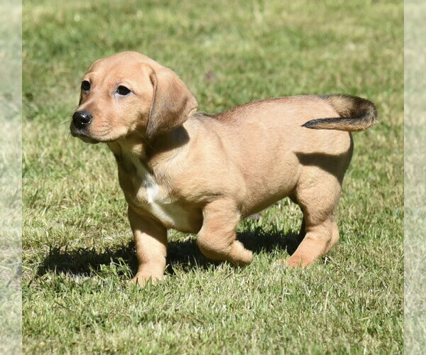 Medium Photo #3 Dachsador Puppy For Sale in Mechanicsburg, PA, USA