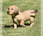 Small #2 Dachsador