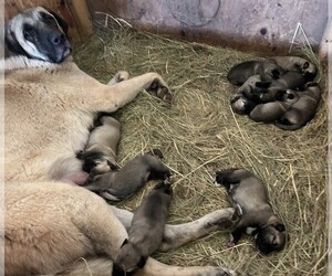 Kangal Dog Puppy for sale in THURMONT, MD, USA