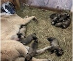 Small Kangal Dog