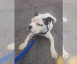 Small Bulldog Mix