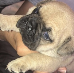 Pug Puppy for sale in FONTANA, CA, USA