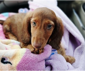 Dachshund Puppy for sale in BURLINGTON, MA, USA