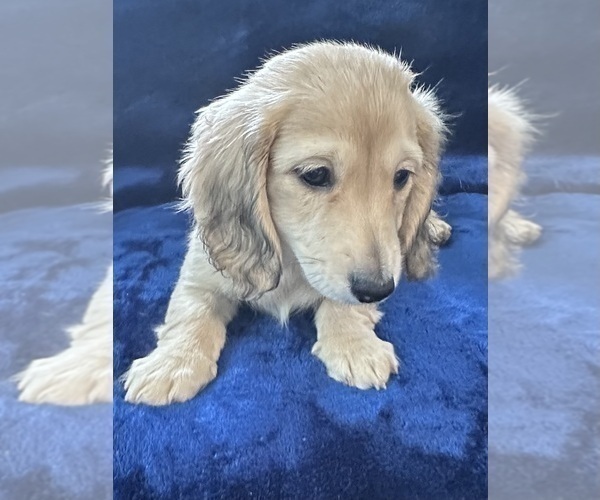 Medium Photo #13 Dachshund Puppy For Sale in MEMPHIS, TN, USA