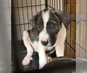 Border Collie Dogs for adoption in GILBERTS, IL, USA