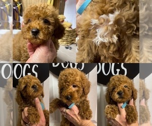 Goldendoodle (Miniature) Puppy for sale in NIOTA, TN, USA