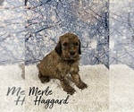 Puppy 3 Bernedoodle-Poodle (Standard) Mix