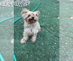 Small #1 Mutt