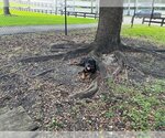 Small Photo #2 Rottweiler Puppy For Sale in Miami, FL, USA