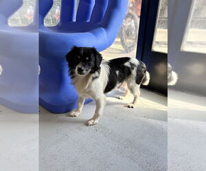 Chavelle 2272 - Male Mutt Dog for Adoption - Photo #3