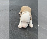 Small #2 American Bully