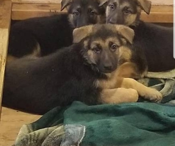 Medium Photo #1 German Shepherd Dog Puppy For Sale in BRECKENRIDGE HILLS, MO, USA