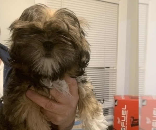 Medium Photo #1 Shih Tzu Puppy For Sale in MANCHESTER, CT, USA