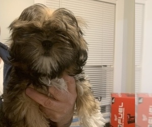 Shih Tzu Puppy for sale in MANCHESTER, CT, USA