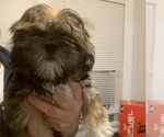 Small Photo #1 Shih Tzu Puppy For Sale in MANCHESTER, CT, USA