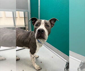 American Pit Bull Terrier-Unknown Mix Dogs for adoption in Oklahoma City, OK, USA