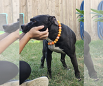 Small #11 American Pit Bull Terrier-Labrador Retriever Mix