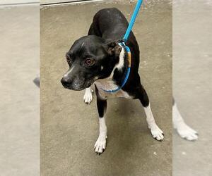 Chihuahua-Unknown Mix Dogs for adoption in Rosenberg, TX, USA