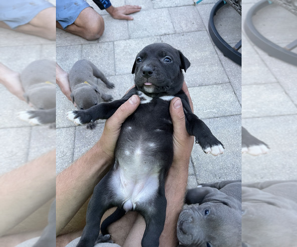 Medium Photo #2 American Pit Bull Terrier Puppy For Sale in PARRISH, FL, USA