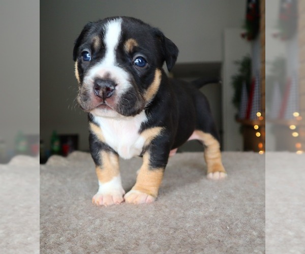 Medium Photo #8 American Bully Puppy For Sale in PALMDALE, CA, USA