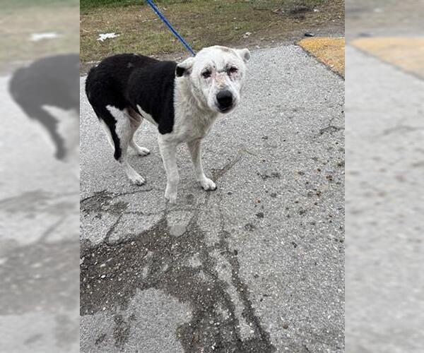 Medium Photo #1 Labrador Retriever-Unknown Mix Puppy For Sale in Houston, TX, USA