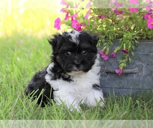 Havanese Puppy for sale in FREDERICKSBG, OH, USA